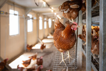 Free-Range Hens in a Sustainable Organic Chicken Coop © Lukas Gojda