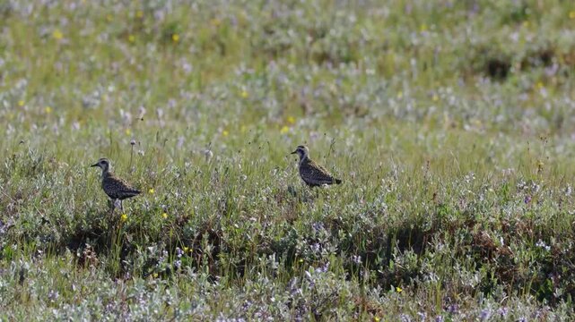 A close-up of Pacific golden plover