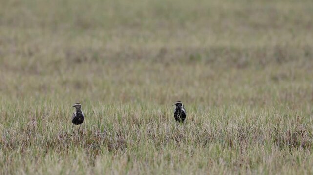 A close-up of Pacific golden plover