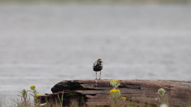 A close-up of Pacific golden plover