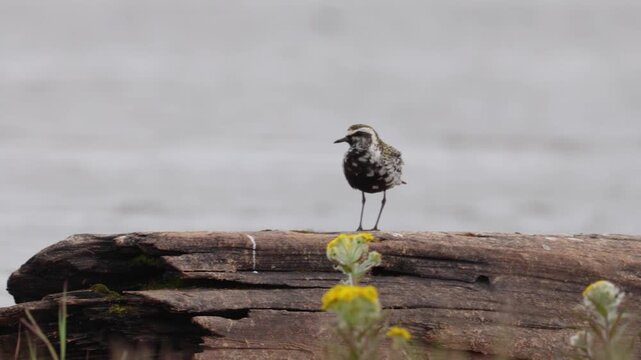 A close-up of Pacific golden plover