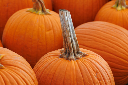 Gros plan sur des citrouilles orange aux tiges naturelles, &eacute;voquant les couleurs chaudes de l&rsquo;automne et l&rsquo;ambiance d&rsquo;Halloween.