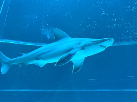 great white shark