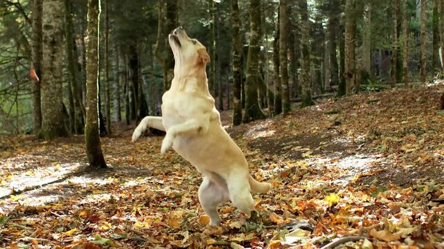 Labrador Retriever dog sits on colorful fallen leaves in a peaceful autumn woodland. Warm sunlight and tall trees surround the dog during a seasonal outdoor adventure.
