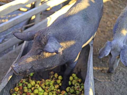 Dark pig stands over a trough of green fruit in a fenced farm enclosure, viewed from above in warm sunlight and illustrating livestock feeding and food production.