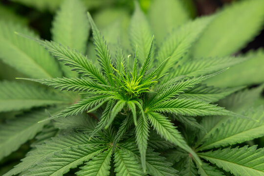Triebspitze einer Cannabispflanze