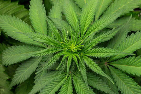 Triebspitze einer Cannabispflanze
