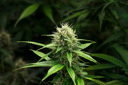 weibliche Cannabispflanze mit Trichomen in der Bl&uuml;tephase