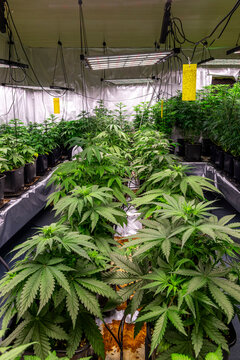 Cannabis Plantage in einem Social Club