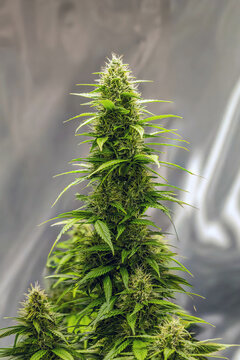 weibliche Cannabispflanze mit Trichomen in der Bl&uuml;tephase