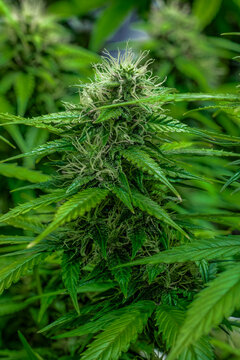 weibliche Cannabispflanze mit Trichomen in der Bl&uuml;tephase
