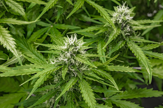 weibliche Cannabispflanze mit Trichomen in der Bl&uuml;tephase