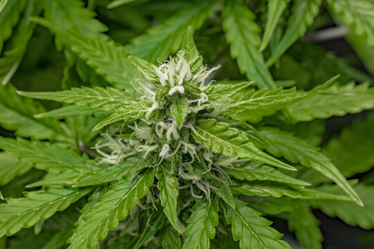weibliche Cannabispflanze mit Trichomen in der Bl&uuml;tephase