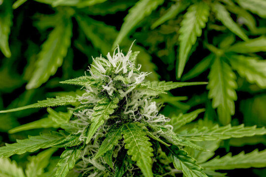 weibliche Cannabispflanze mit Trichomen in der Bl&uuml;tephase