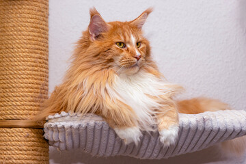 Roter Maine Coon Kater liegend auf einer Kratzbaum Liegefläche. © michaelstephan