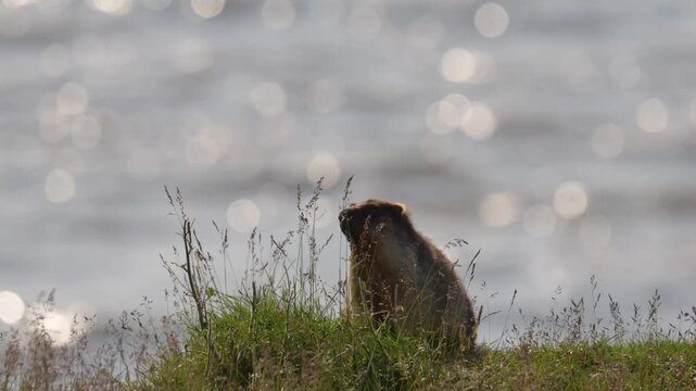 A black-capped marmot stands in the grass on a riverbank. Russia, Yakutia.