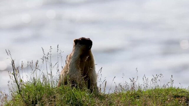 A black-capped marmot stands in the grass on a riverbank. Russia, Yakutia.