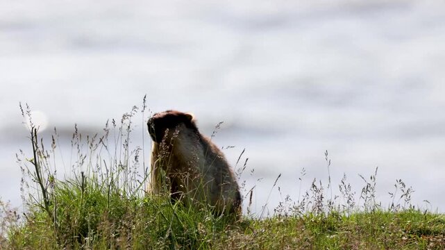 A black-capped marmot stands in the grass on a riverbank. Russia, Yakutia.