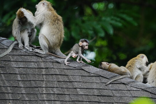 Monkeys on Roof in Natural Habitat at Play