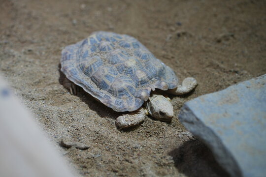 turtle on the sand