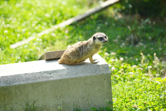 meerkat on the ground