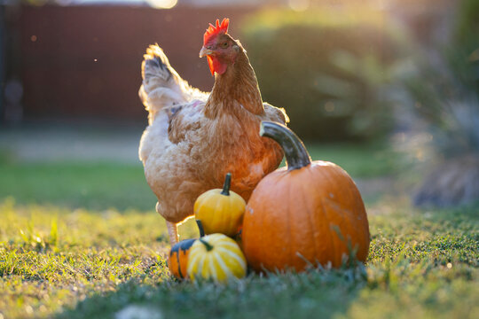 Pumpkin an chicken On Grass At Sunset - Thanksgiving - Gourds In Fall Landscape And Sunlight