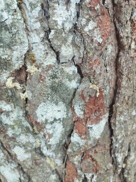tree bark texture