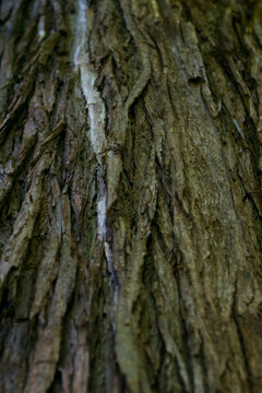 Rough weathered bark of a sacred mountain tree in low key lighting, expressing longevity and quiet Zen presence in rural Japan.