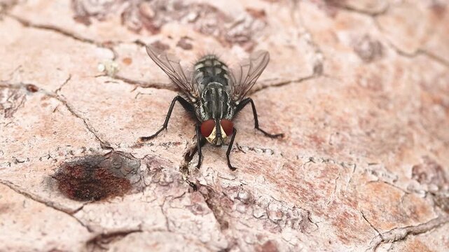 Common flesh fly (Sarcophagidae) moving on tree bark substrate in close-up with clearly visible mouthparts, hairy body and legs