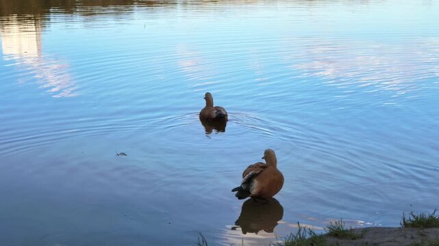 Pair of ruddy shelducks swim and preen on a calm blue pond with rippling water.
