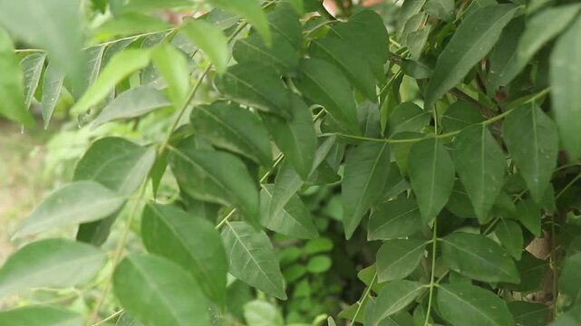 Fresh Green Curry Leaves On Branches Close-Up Natural Foliage And Herb Background