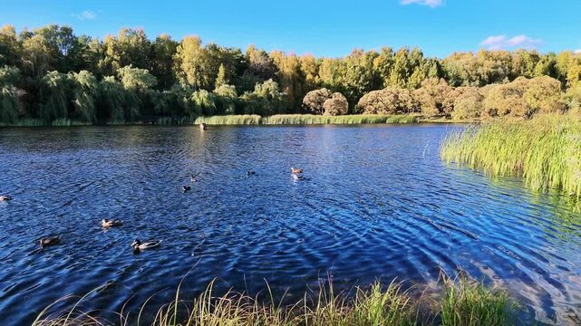 Wild ducks swim on a rippling blue pond surrounded by reeds and golden autumn trees.