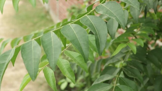 Fresh Curry Leaves On Branch With Green Foliage For Culinary and Botanical Use