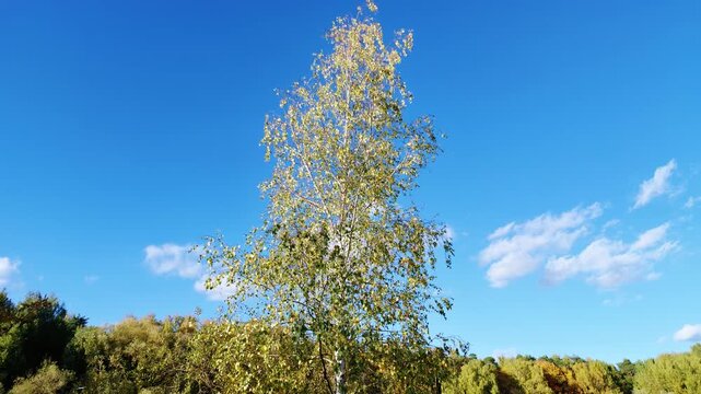 Tall silver birch with yellowing autumn leaves stands against a vivid blue sky and clouds.