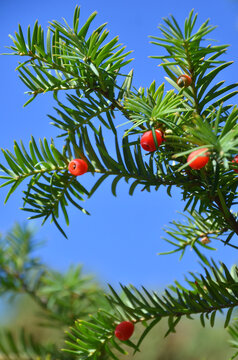  Evergreen yew tree branches with ripe red fruits against bright blue sky background. Nature, autumn, conifer trees and plants natural landscape .