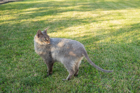 Domestic sphynx mix standing on green grass in sunlight outdoors  