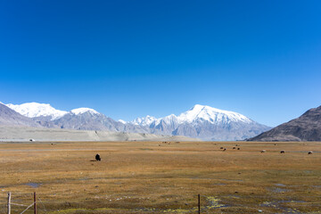 Fototapeta premium withered grassland under snow mountains in pamir plateau