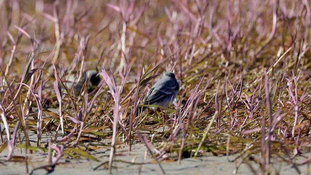 White Wagtail sits on a log among the grass near water
