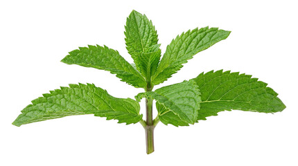 Vibrant fresh green mint leaves isolated on white background © Nataliia