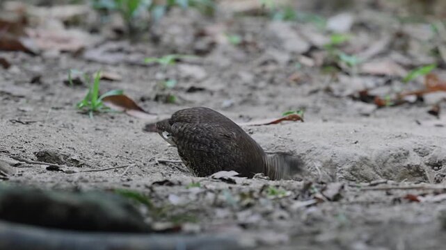 Green-legged Partridge at cat Tien National Park, Vietnam