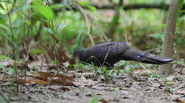 Germain's Peacock Pheasant at cat Tien National Park, Vietnam