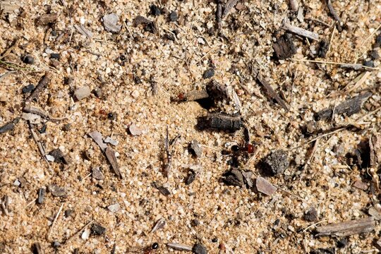 Furnace Ants (Melophorus) around nest, South Australia