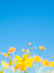 Fototapeta premium 青空を見上げる花。キバナコスモスと青空のコントラスト。爽やかな秋の公園や花壇を彩るコスモスのある風景。自然風景素材。コピースペース