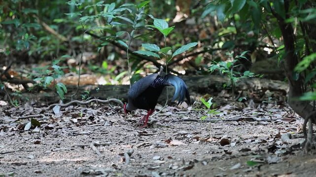 Siamese Fireback feeding  at Dong Nai nature reserve in Vietnam 