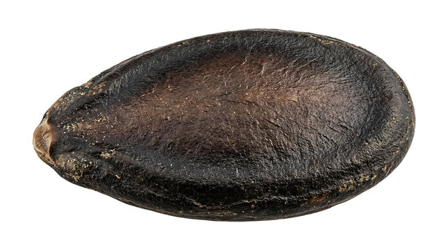 Close-up of a single isolated sapote seed on white background