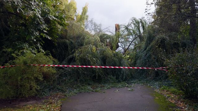 Fallen tree blocks paved garden path with caution tape after storm damage and broken branches in dense greenery at park