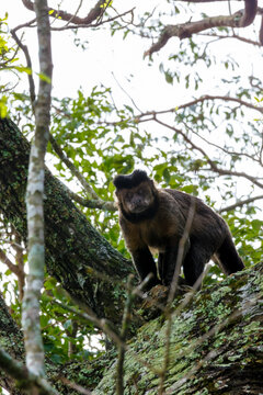 Tufted capuchin monkey perched on tree branch in tropical rainforest, Brazil