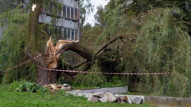 Broken tree trunk wrapped in caution tape beside apartment building after storm damage and fallen branches in urban yard
