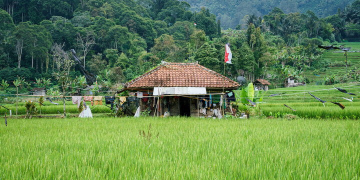 Small house in a rice fields in Indonesia. 