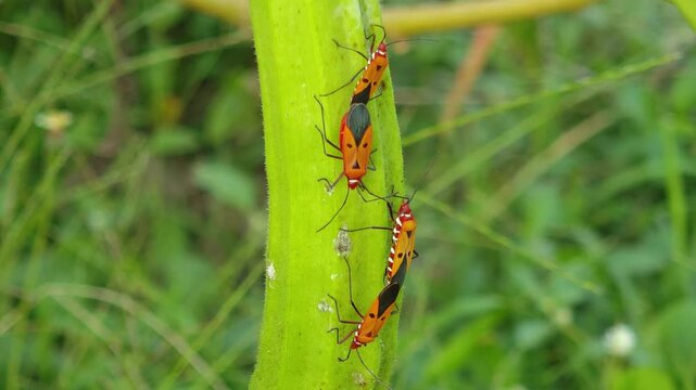 Cotton Stainer Insects Mating on a Roselle Fruit